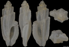 Pseudorhaphitoma calcata (Philippines, 3,6mm)