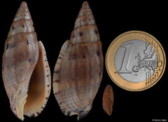 Lyria pauljohnsoni (Madagascar, 46,3mm WRS)