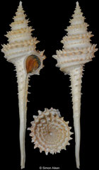 Columbarium hystriculum (Queensland, Australia, 83,6mm)
