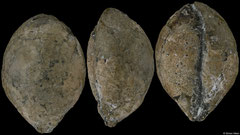 Cypraeorbis angustior (Rossi quarry, Vicenza, Italy, 33,7mm) Ypresian fossil