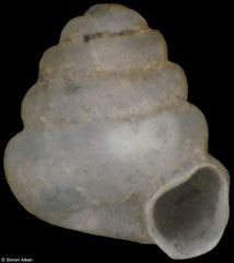 Angustopila sp. nov. (Vietnam, 0,85mm) (paratype)