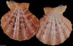 Mirapecten rastellum (Philippines, 50,4mm)
