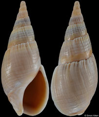 Bullia mozambicensis (South Africa, 34,8mm)