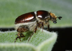 Chafer beetle (Scarabaeidae sp.), Broome, Western Australia