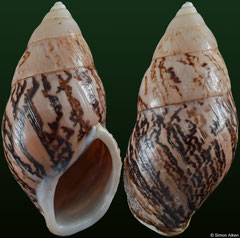 Amphidromus asper (Vietnam, 55,6mm) F+ €11.00 (specimens for sale are 55-58mm and are of the same quality as the specimen illustrated)
