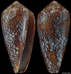 Conus pennaceus (Mozambique, 54,0mm)