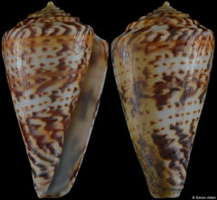 Conus pictus (South Africa, 41,1mm)
