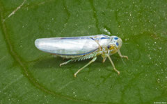 Leafhopper (Cicadellidae sp.), Pacijan Island, Philippines