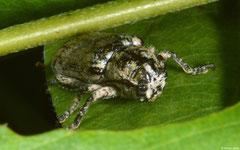 Longhorn beetle (Cerambycidae sp.), Broome, Western Australia