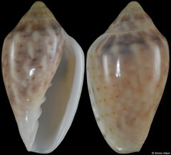 Marginella fishhoekensis (South Africa, 24,9mm)