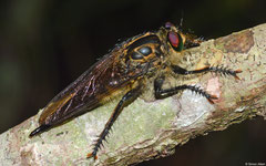 Robber fly (Neoitamus sp.), Andasibe, Madagascar