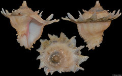 Babelomurex latipinnatus (form) (Philippines, 29,3mm) F++ €23.00