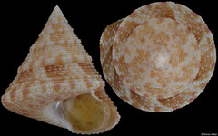 Astele similaris (Western Australia, 25,2mm)