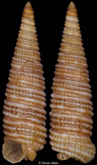 Viriola cf. senafirensis (South Africa, 6,0mm)