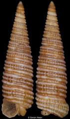 Viriola cf. senafirensis (South Africa, 6,0mm)