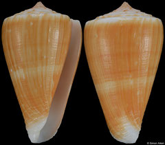 Conus lischkeanus (South Africa, 40,7mm) F++ €12.00