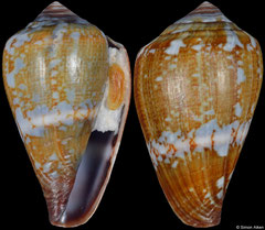 Conus crioulus (Cape Verde, 24,3mm)