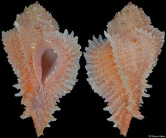 Pterynotus bibbeyi (Philippines, 26,9mm)