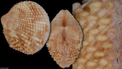 Papillicardium turtoni (South Africa, 10,3mm)