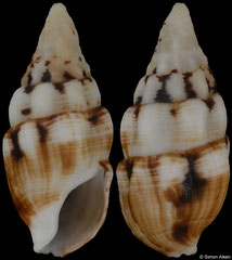 Cerithium guinaicum (Gabon, 20,0mm)
