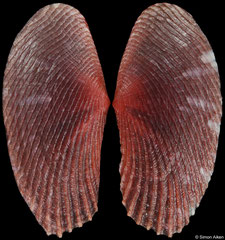 Gari squamosa (Philippines, 15,9mm)
