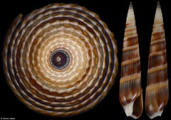 Hastula natalensis (Madagascar, 27,9mm)