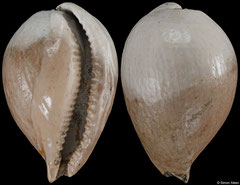 Austrocypraea ampullacea (Batesford Quarry, Victoria, Australia, 29,0mm) Balcombian (Middle Miocene) fossil