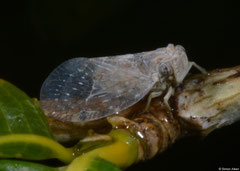 Planthopper (Fulgoromorpha sp.) nymph, Miary, Madagascar