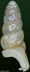 Parvedentulina michellae (8,4mm, Madagascar)
