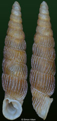 Boettgeria jensi (Madeira, 10,8mm)