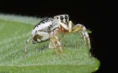 Jumping spider (Salticidae sp.), Olango Island, Philippines