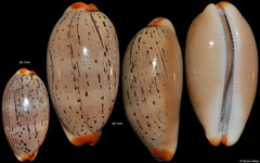 Cypraea isabellamexicana (Pacific Panama, 26,7mm, 40,7mm)
