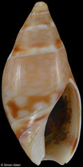 Amalda telaaraneae (South Africa, 13,6mm)