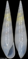 Hypermastus boschorum (Oman, 6,3mm) F+++ €25.00