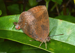 Gossamer-winged butterfly (Amblypodia narada), Kampot, Cambodia