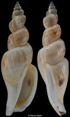 Canarium esculentum (Philippines, 65,0mm)