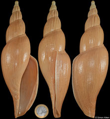 Fulgoraria allaryi (China, 196,6mm)