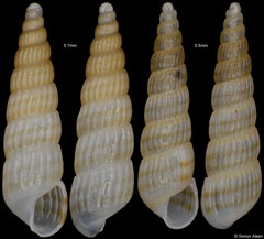Turbonilla bifasciata (South Africa, 5,7mm, 5,5mm) F++ €4.00 (specimens for sale are 4.8-5.7mm and are of the same quality as the specimens illustrated)