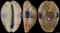 Cypraea erosa (Madagascar, 35,6mm)