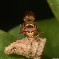 Wasp (Apocrita sp.), Andapananguoy, Île Sainte-Marie, Madagascar