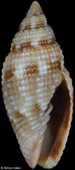 Scabricola desetangsii (Madagascar, 20,8mm)