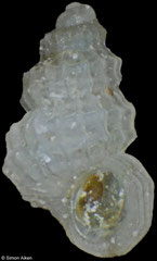 Parashiela invisibilis (Philippines, 1,5mm)