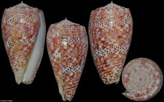 Conus adamsonii (Cook Islands, 41,3mm)