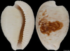 Cypraea capensis form 'cineracea' (South Africa, 25,8mm)
