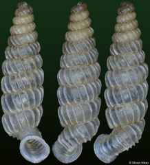Brachypodella dominicensis (Dominican Republic, 6,8mm) F++ €2.50 (specimens for sale are 5-7mm and are of the same quality as the specimen illustrated)