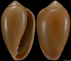Hyalina keenii (South Africa, 13,8mm)