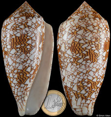 Conus textile (Philippines, 104,5mm)