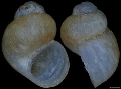 Radomaniola bosniaca (Bosnia-Herzegovina, 1,7mm)