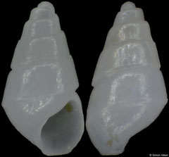 Marginodostomia suturamarginata (Philippines, 1,7mm)