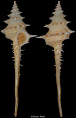Columbarium spinicinctum (Queensland, Australia, 76,4mm)